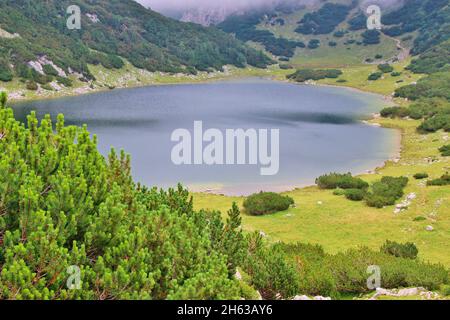 Wanderung zum Zreiner See auf 4 Hektar Bergsee auf 1799 m in den brandenberger alpen, tirol, gemeinde münster, im Vordergrund Bergkiefern Stockfoto