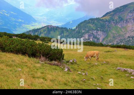 Wanderung zum Latschberg (1949 m),simmentaler Rinder,Weiden,brandenberger alpen,tirol,im Hintergrund das zillertal,inntal Stockfoto