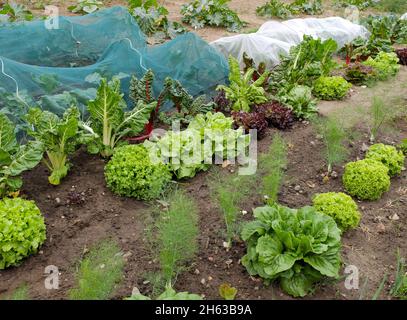 Netztunnel als Schutz gegen Schädlinge, Mischkultur vor: schmalz (beta vulgaris) mit Salat (lactuca sativa) Stockfoto