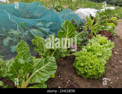 Netztunnel als Schutz gegen Schädlinge, Mischkultur vor: schmalz (beta vulgaris) mit Salat (lactuca sativa) Stockfoto