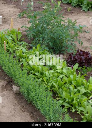 Gemüsefleck im Frühjahr: Tomate (solanum lycopersicum), Salat (lactuca sativa) und Calendula, junge Pflanzen Stockfoto