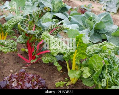 Mischkultur im Bett: mangold (beta vulgaris) und Kohl (brassica) Stockfoto