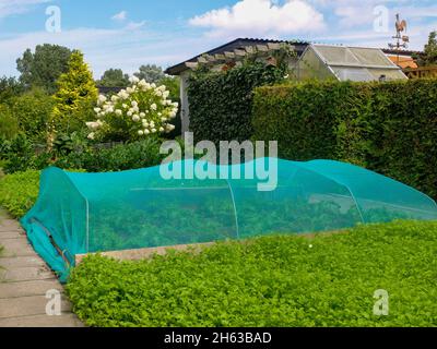 Gittertunnel als Schutz gegen Schädlinge, Kohl (brassica) Stockfoto