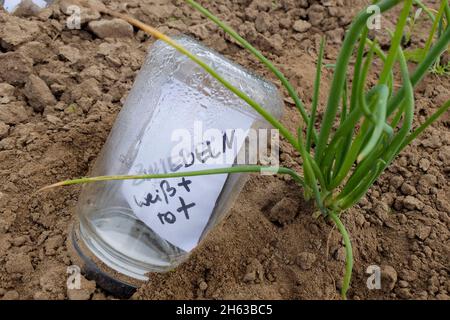 Pflanzenetikett, Beschriftung im Marmeladenglas Stockfoto