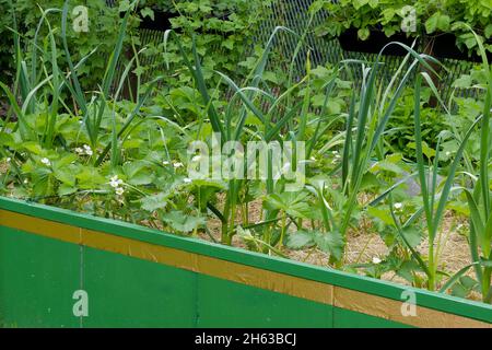 Mischkultur im Hochbett: Erdbeeren (fragaria) und Zwiebeln (Allium cepa); Kupferband gegen Schnecken Stockfoto