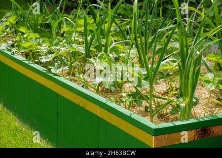 Mischkultur im Hochbett: Erdbeeren (fragaria) und Zwiebeln (Allium cepa); Kupferband gegen Schnecken Stockfoto