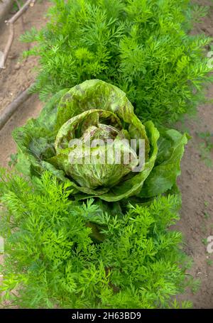 Mischkultur im Gemüsegarten: romainsalat 'troutenschschluss' (lactuca sativa) und Karotte (daucus carota) Stockfoto