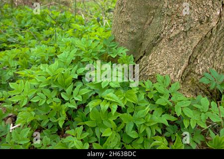 Erdälteste (aegopodium podagraria) unter Baumstamm Stockfoto