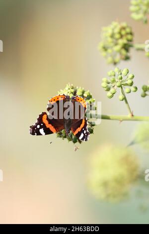 admiral (vanessa atalanta) auf Efeu-Blüten (hedera Helix) Stockfoto