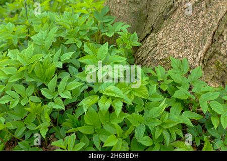 Erdälteste (aegopodium podagraria) unter Baumstamm Stockfoto