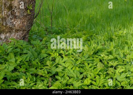 Erdälteste (aegopodium podagraria) unter Baumstamm Stockfoto