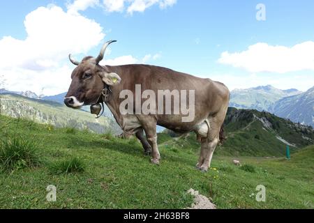 alm mit Rindfleisch. österreich. montafon. gaschurn. alpe Nova. Stockfoto