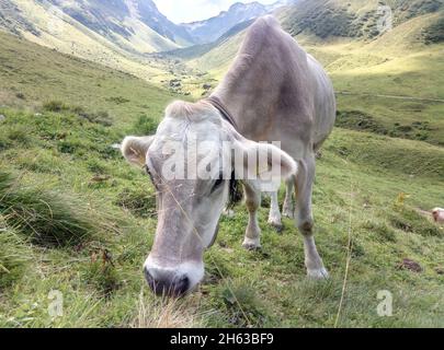 Kuh auf einer Alm Stockfoto