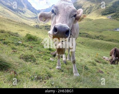 Kühe auf einer Alm Stockfoto