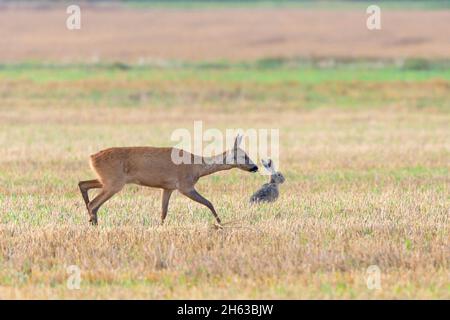 Rehe (Capreolus capreolus) und Braunhase (lepus europaeus) auf einem Stoppelfeld, Juli, Sommer, hessen, deutschland Stockfoto