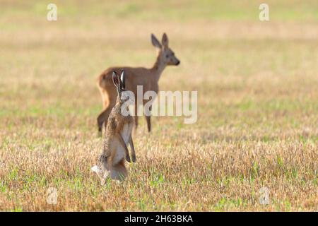 Rehe (Capreolus capreolus) und Braunhase (lepus europaeus) auf einem Stoppelfeld, Juli, Sommer, hessen, deutschland Stockfoto