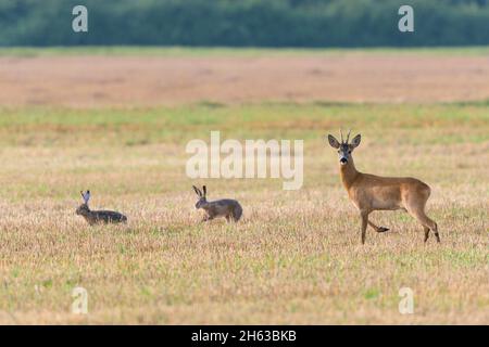 roebuck (Capreolus capreolus) und Braunhase (lepus europaeus) auf einem Stoppelfeld, Juli, Sommer, hessen, deutschland Stockfoto