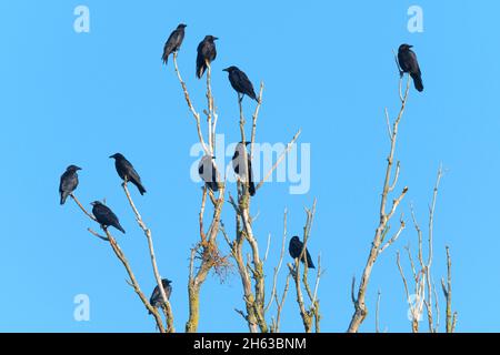 Aaskrähen (corvus corone) auf einem toten Baum, juli, Sommer, hessen, deutschland Stockfoto