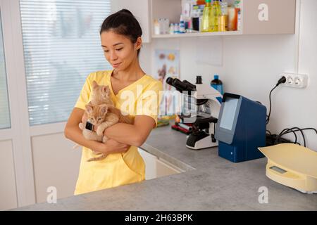 Tierärztin hält gesunde Kätzchen in der Klinik Stockfoto