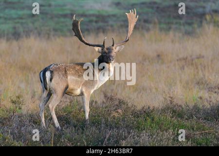 Damwild auf Heidekraut, Cervus dama, oktober, hessen, deutschland, europa Stockfoto