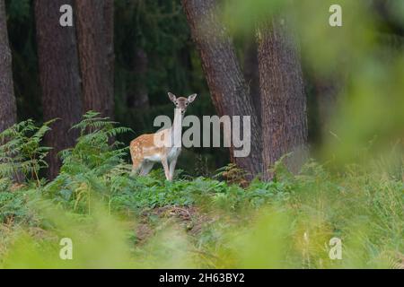 Damwild im Kiefernwald,Cervus dama,oktober,hessen,deutschland,europa Stockfoto