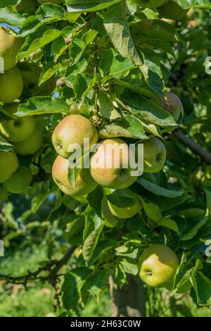 Grüne, knackige Äpfel auf dem Apfelbaum, altes Land, jork, deutschland. Stockfoto