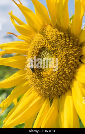 Eine Honigbiene sammelt Pollen auf einer Sonnenblume im Sonnenlicht in der Nähe von stade. Stockfoto