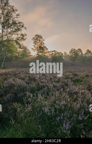 Neblige Stimmung am frühen Morgen in der fischbeker heide bei hamburg, deutschland. Stockfoto