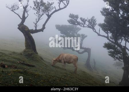 lorbeerbäume und Kühe im Hochland der insel madeira. Stockfoto