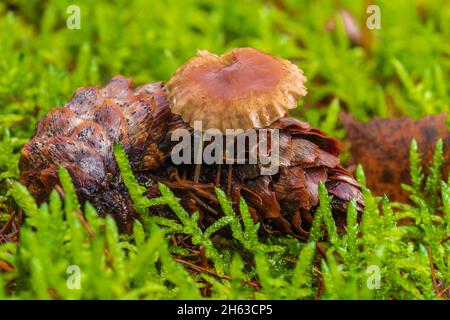 Pilze auf Fichtenkegel, Nahaufnahme, Stillleben im Wald, Nahaufnahme, intime Landschaften Stockfoto