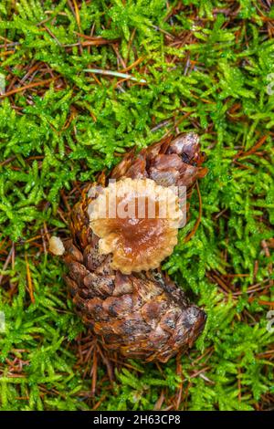 Pilze auf Fichtenkegel, Nahaufnahme, Stillleben im Wald, Nahaufnahme, intime Landschaften Stockfoto