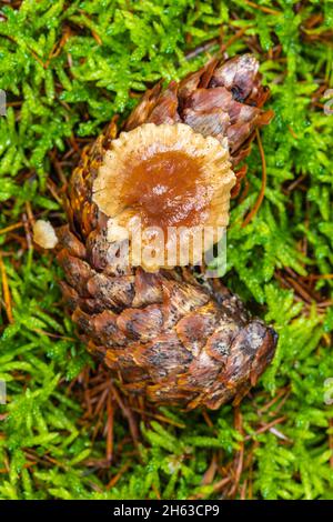 Pilze auf Fichtenkegel, Nahaufnahme, Stillleben im Wald, Nahaufnahme, intime Landschaften Stockfoto