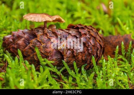 Pilze auf Fichtenkegel, Nahaufnahme, Stillleben im Wald, Nahaufnahme, intime Landschaften Stockfoto