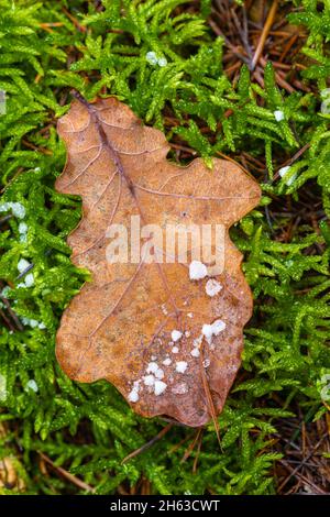 Eichenblatt auf Moos, Natur im Detail, Schneeregen, Winter Stockfoto