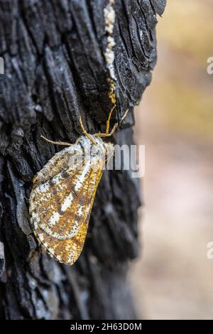 Motte auf altem Holz, unsicherer Waldboden als Hintergrund Stockfoto