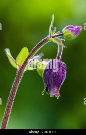 aquilegia vulgaris Hybrid „Black barlow“, Doppelkolumbine, Nahaufnahme Stockfoto