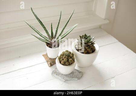 Sammlung von verschiedenen Zimmerpflanzen im Innenbereich. Gruppe von Topfpflanzen im Zimmer am Fenster. Kakteen und sukkulentes Arrangement, moderner Stil, trendiges Home d Stockfoto