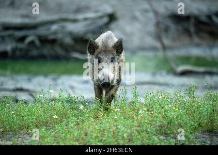 Saugt in den Schwelfund Stockfoto