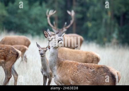 Hirsche im Spätsommer Stockfoto