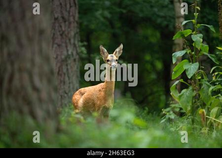 Rehe Anfang august Stockfoto