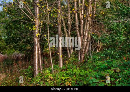 Wilde Kirschbäume (Prunus avium), die neben einer alten Straßenbahn von der Grimesthorpe Colliery in Wincobank Wood, Sheffield, South Yorkshire wachsen. Stockfoto