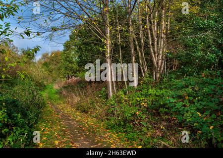 Wilde Kirschbäume (Prunus avium), die neben einer alten Straßenbahn von der Grimesthorpe Colliery in Wincobank Wood, Sheffield, South Yorkshire wachsen. Stockfoto