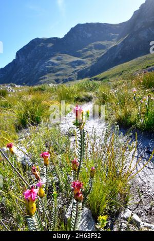 Saltera sarcocolla neben dem Wanderweg im kogelberg Naturschutzgebiet, südliches Kap, Südafrika. Stockfoto