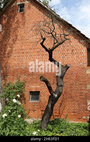 Ziegelfassade eines alten Hauses mit einem knarrigen, toten Baum im Garten. Stockfoto