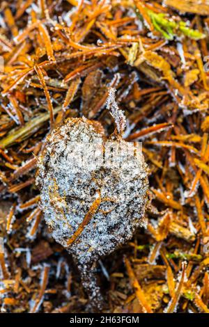 Herzförmige Früchte auf Waldboden, Reif Stockfoto