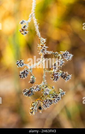 Schwarze Erlen mit Reifrost Stockfoto