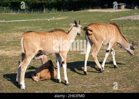 In der Nähe einer Gruppe von Antilopen, die auf dem Feld herumlaufen Stockfoto