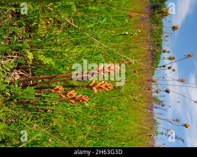 Toller Sommerarum, orobanche elatior, hoher Sommerarum Stockfoto