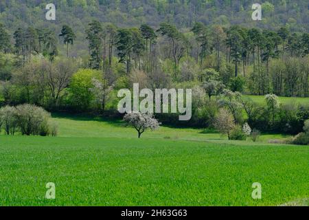 Blick von der Warze in die Landschaft im Naturschutzgebiet hohe wann bei königsberg in bayern, Bezirk hassberge, unterfranken, franken, bayern, deutschland Stockfoto