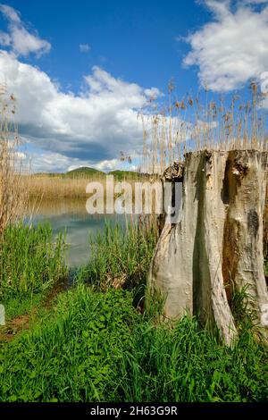 Der Lautensee im mainaue Naturschutzgebiet bei augsfeld, Stadt haßfurt, Bezirk hassberge, unterfranken, franken, bayern, deutschland Stockfoto